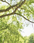 Paisley Walnut Waterproof
